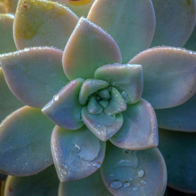 Photo credit to Ranmali Kirinde via Unplash - Photo of a succulent on a page describing mindfulness strategies to reduce stress.